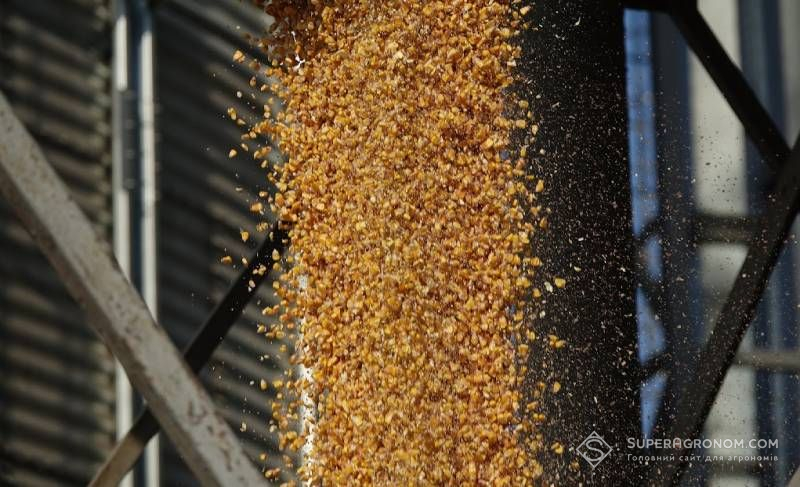 Ukraine's corn export projections are disheartening: a reduction of up to 9 million tons may occur