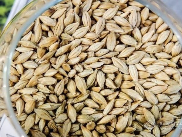 Україна: Новий урожай ячменю майже не користується попитом — SuperAgronom.com