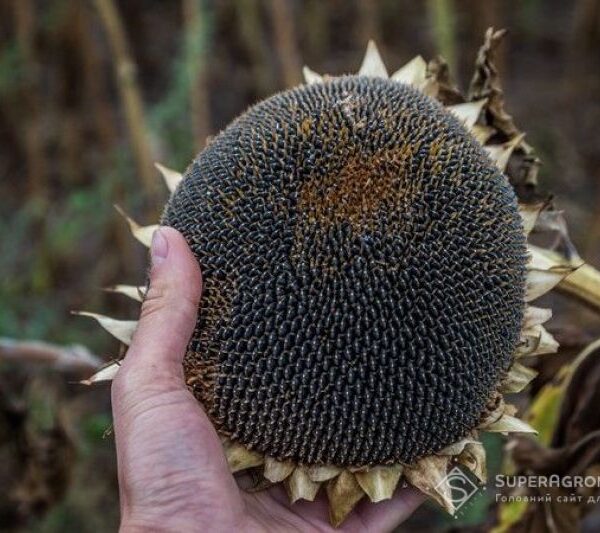 Збір урожаю соняшника розпочався в ТАС Агро Південь — SuperAgronom.com