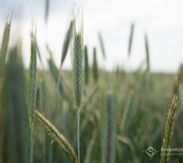 Жито на пісках Полісся рентабельніше за пшеницю – досвід агропідприємства