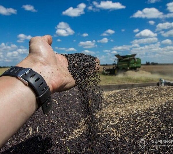 Жнива 2026 на Кіровоградщині: врожай ранніх культур вищий за торішній — SuperAgronom.com