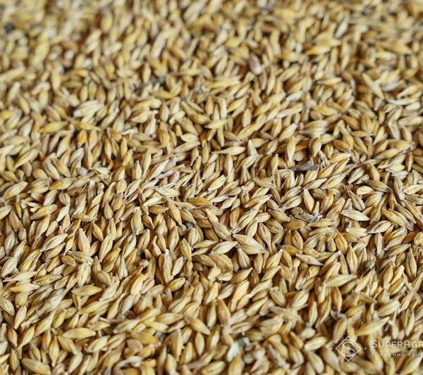 Зерновий ячмінь в Україні продовжує втрачати в ціні — SuperAgronom.com