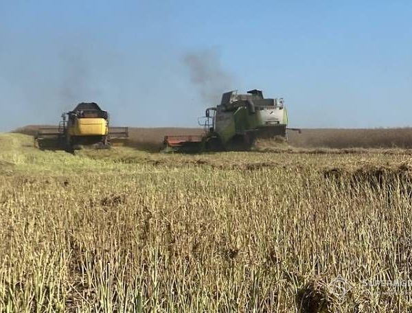 На Сумщині збирають урожай, попри загрозу дронів: ріпак дав 4,5 т/га, проте ціна знизилася з 26 до 20 тис. грн/т — SuperAgronom.com