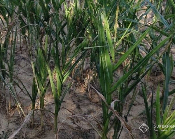 Брак вологи суттєво погіршив прогнози врожайності кукурудзи, соняшнику та сої в Європейському Союзі — SuperAgronom.com