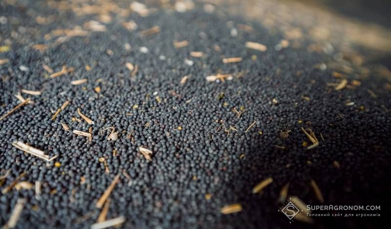 Ukraine's rapeseed prices stabilize: processors pay 19.5-21.5 thousand UAH/ton