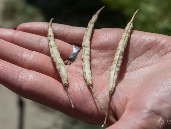 Прогноз щодо зменшення врожаю зернових і ріпаку в Польщі на 2026 рік — SuperAgronom.com