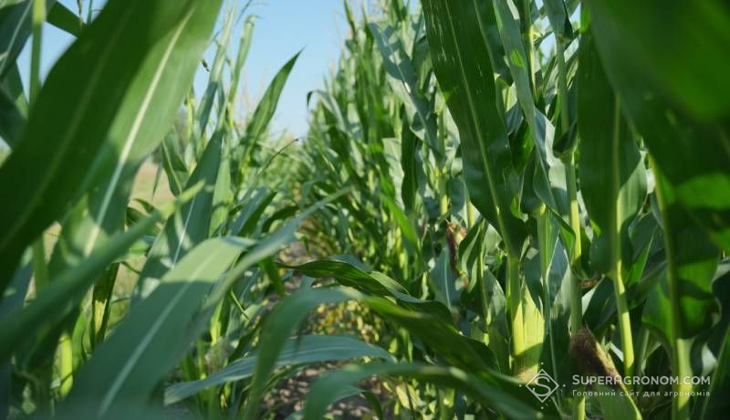 Густоту посіву силосної кукурудзи варто наблизити до зернової — рекомендація експерта