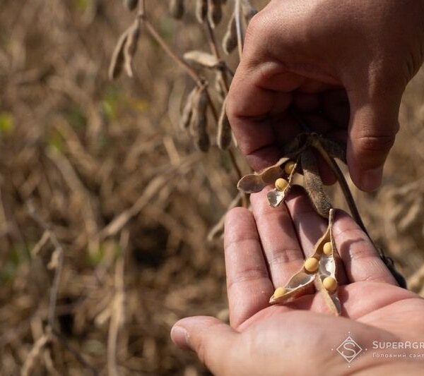 У 2026 році вигідною та зручною для експорту культурою буде соя — SuperAgronom.com