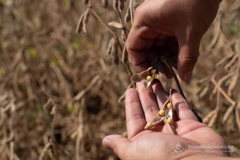 Серед усіх експортних культур переваги наразі має соя, а ціна на неї може зрости до 22 тис. грн/т — аналітики Серед усіх експортних культур переваги наразі має соя, а ціна на неї може зрости до 22 тис. грн/т — аналітики