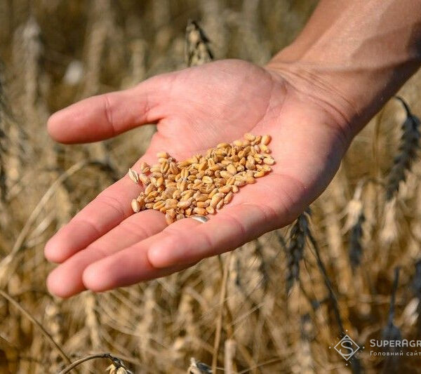 Визначено точку прибутковості вирощування пшениці — SuperAgronom.com