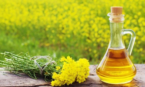 “Укроліяпром”: Експорт української ріпакової олії зріс у 2,5 рази в сезоні 2025/26