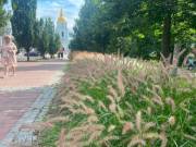 У столиці збільшується кількість місць із декоративними травами – до 2026 року вони з’явилися на 117 об’єктах | Нерухомість Києва
