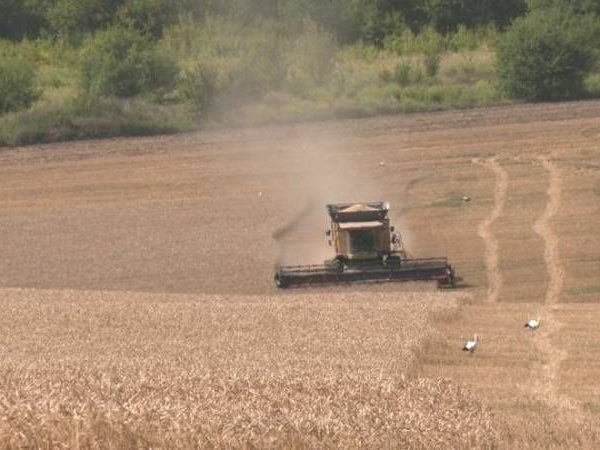 Цьогорічні ціни на пшеницю змусять багатьох сільгоспвиробників працювати зі збитками, зазначає фермер із Рівненщини — SuperAgronom.com