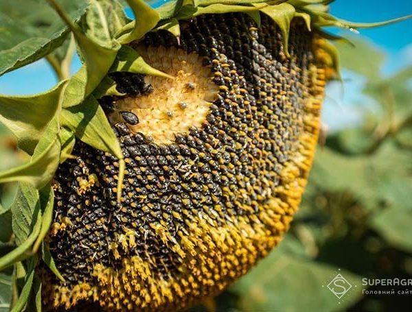 Ціни на соняшник знизились на 8 тис. грн/т за чотири дні — SuperAgronom.com