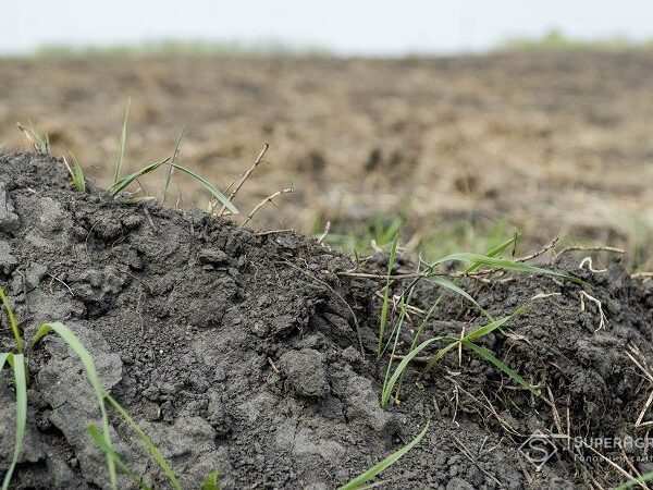 Землі на Харківщині: Агрохолдинг повернув у господарське використання понад 3 тис. гектарів — SuperAgronom.com