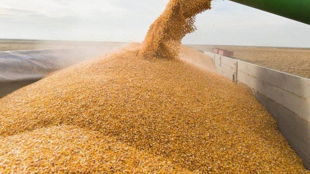 Понад 1,4 мільйона т зерна вже намолочено на Вінниччині з урожайністю вищою за торішню – ОВА