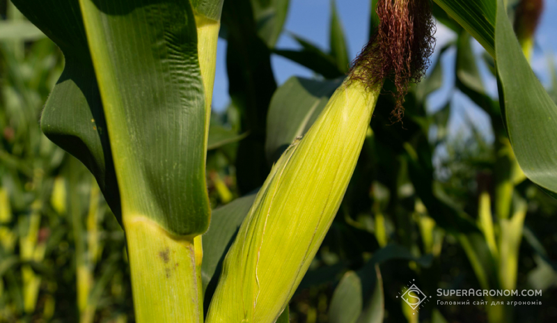 Weather conditions alter silage corn harvesting timelines: it's crucial not to miss the optimal phase