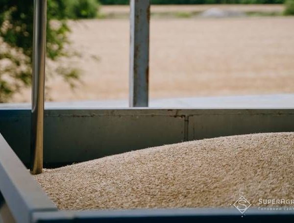 Зернові ціни в Україні демонструють спад: вартість пшениці, кукурудзи, соняшнику, сої та ріпаку при закупівлі — SuperAgronom.com