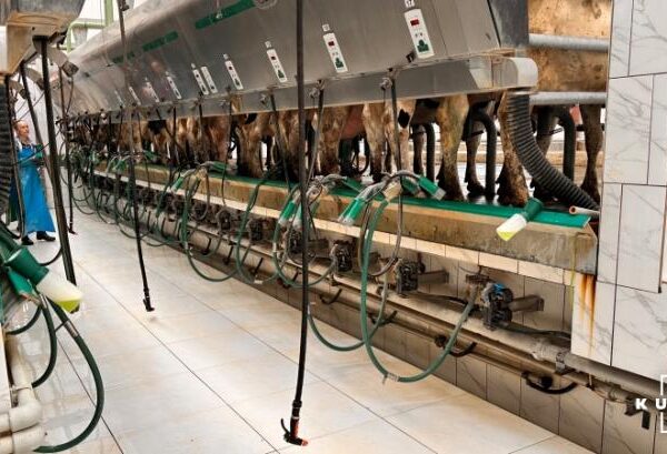 Автоматизація — ключовий напрям фінансування молочних ферм від Credit Agricole — КУРКУЛЬ