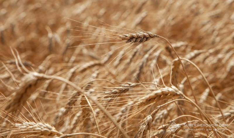 У Канзасі прогнозують найгірший урожай озимої пшениці з 1950-х років