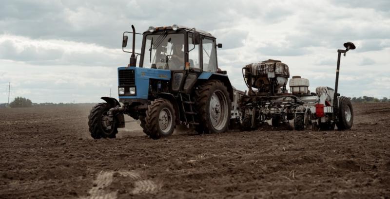 Мінагро прогнозує скорочення посівних площ під озимою пшеницею Мінагро прогнозує скорочення посівних площ під озимою пшеницею