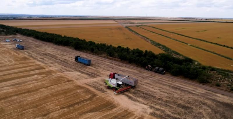 Льон і сочевиця — нішеві культури, які здивували аграріїв у 2026 році