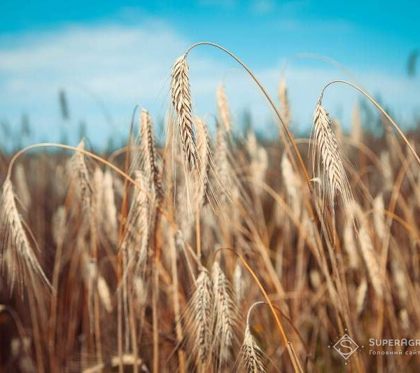 Жито за технологією no-till дало 5,6 т/га на малородючих ґрунтах — досвід — SuperAgronom.com