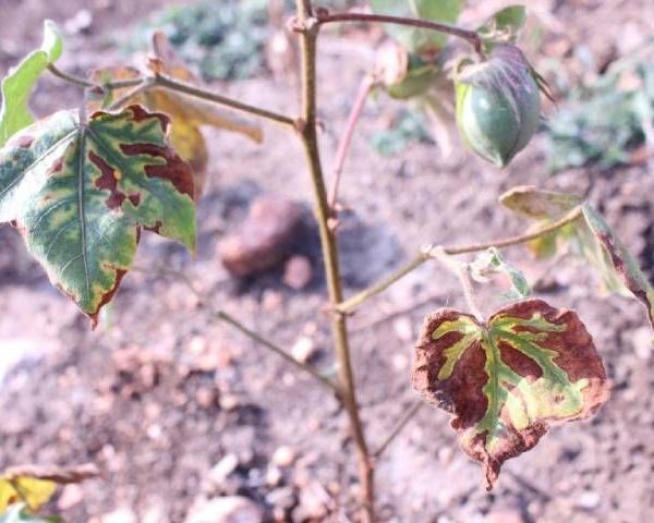 Білок, що провокує листопад при вертицильозі, виявлено вченими — SuperAgronom.com