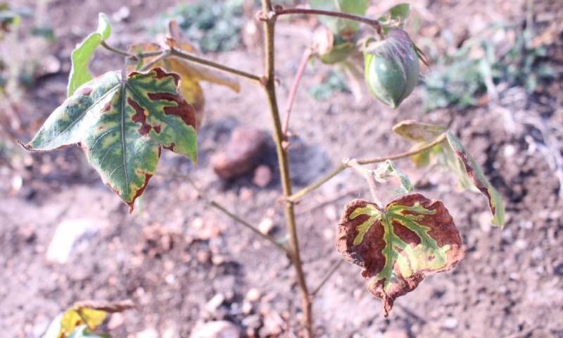 Verticillium wilt in cotton