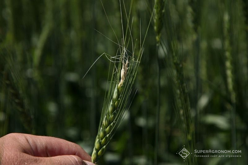 Фузаріоз колоса Фузаріоз колоса