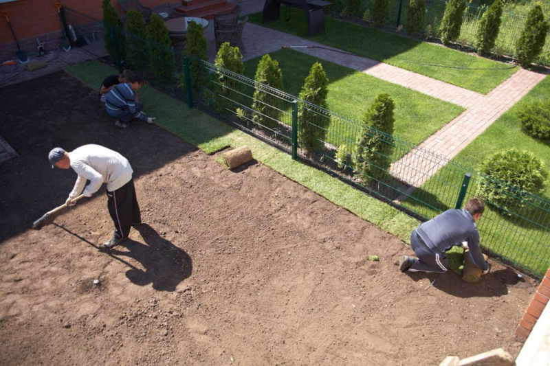 Як посадити газон своїми руками