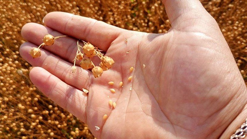 Льон золотистий Льон золотистий