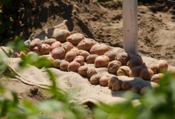 На Волині започатковано аграрне об’єднання для покращення вирощування картоплі — КУРКУЛЬ