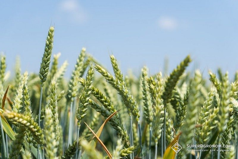 Під урожай 2027 площі під озимою пшеницею в Україні скоротяться — Висоцький Під урожай 2027 площі під озимою пшеницею в Україні скоротяться — Висоцький
