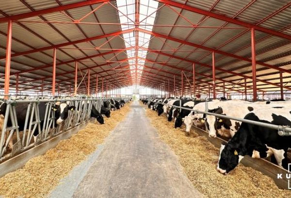 Молочні продукти замінюють м’ясо, а м’ясна продукція — молочну: як господарство вирівнює прибутки — КУРКУЛЬ