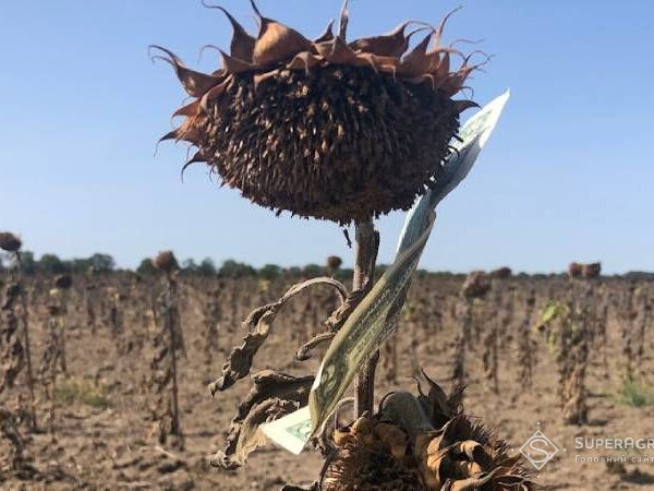 На Миколаївщині почали збирати соняшник — урожай становить від 400 кг/га до 1,5 т/га — SuperAgronom.com