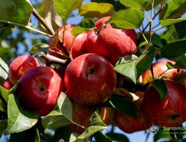 Прогноз: Оптові ціни на яблука наприкінці сезону впадуть на 11–20% — SuperAgronom.com
