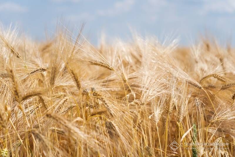 Ukrainian grain prices are rapidly falling: wheat already at 5-7 thousand UAH/t Ukrainian grain prices are rapidly falling: wheat already at 5-7 thousand UAH/t