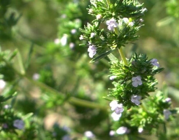 На півдні Одеської області розпочали вирощування садового чаберу — SuperAgronom.com