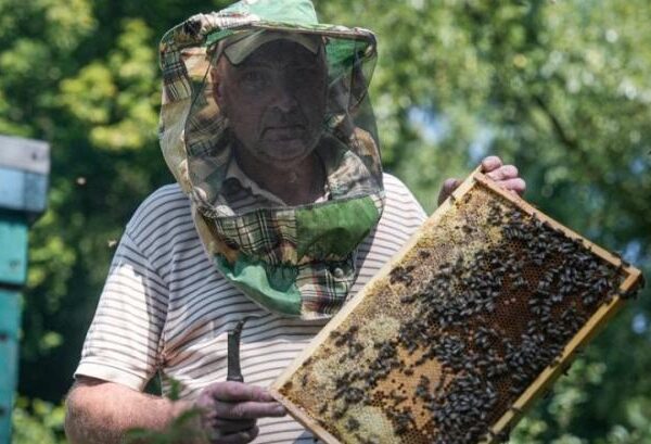 Медовий бізнес на Сумщині: пасічник не боїться близькості до кордону — КУРКУЛЬ