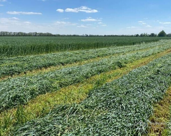 Засушливі умови спонукають аграріїв Вінниччини частіше вибирати силос з жита — SuperAgronom.com