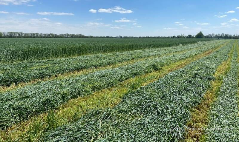 Зростає зацікавленість у силосуючих гібридах кукурудзи після посушливих років Зростає зацікавленість у силосуючих гібридах кукурудзи після посушливих років
