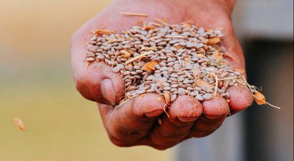 Урожай сочевиці (Фото: Tekom Agro Group)