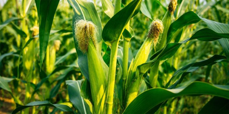 Heat Promotes the Spread of Lepidopteran Pests on Corn and Sunflower