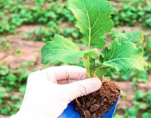 Easily digestible phosphorus intake post-rapeseed sowing cultivates future yield — SuperAgronom.com