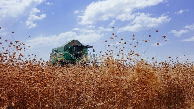 Збирання льону Збирання льону