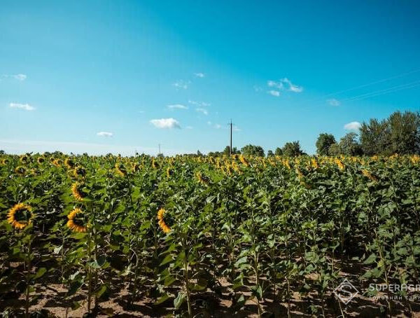 У північних регіонах Дніпропетровської області випала понад 300% декадної норми опадів, тоді як на південному заході спостерігається посуха — SuperAgronom.com