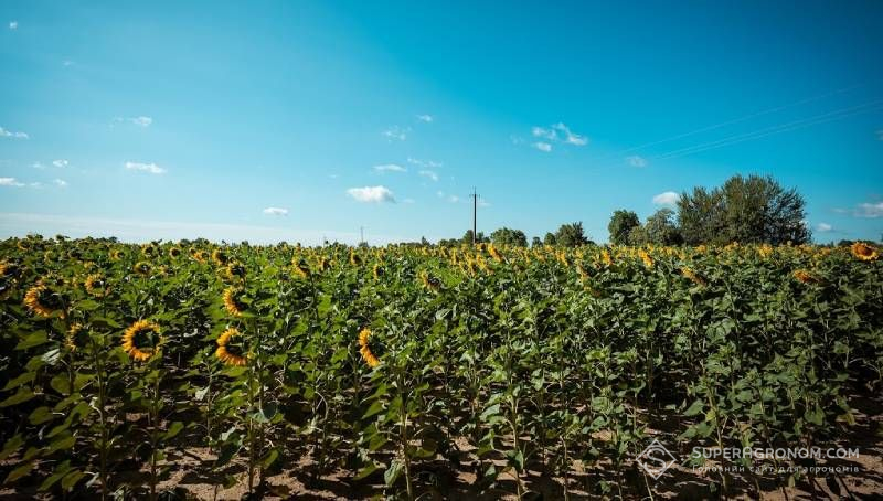 Суха ґрунтівка в деяких районах Дніпропетровщини може зменшити показники врожайності пізніх культур 
