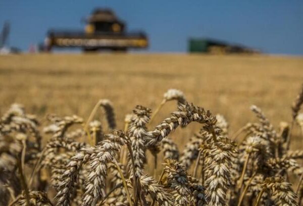 Ціни на пшеницю на світових ринках підскочили через спекулятивні дії та напружену ситуацію в Чорноморському регіоні — КУРКУЛЬ