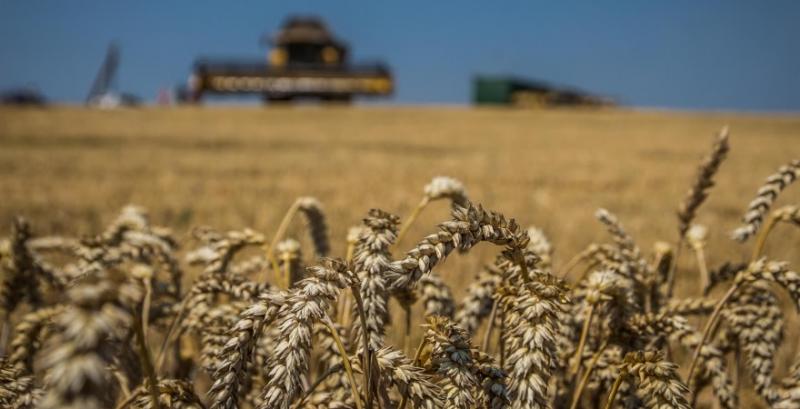 Вартість пшениці на світових ринках за місяць збільшилася майже на 6% — ФАО